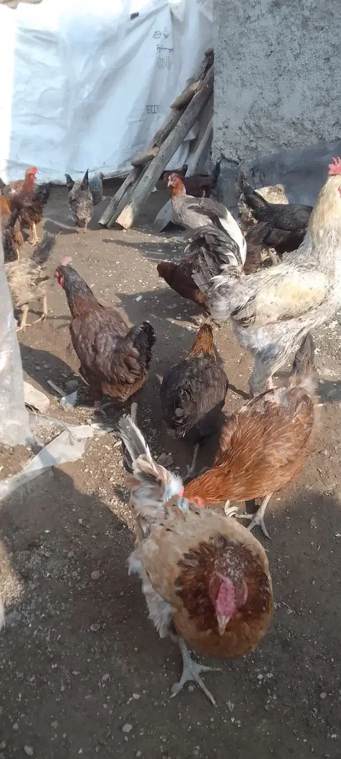 جوجه خوب وسرحال|پرنده|کامیاران, |دیوار