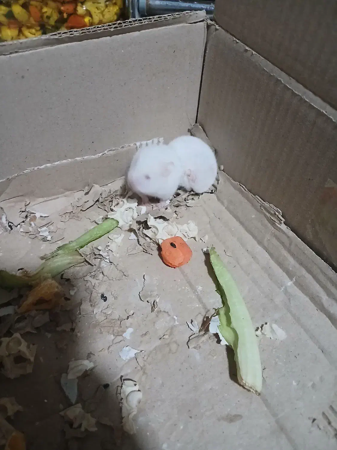 همستر|موش و خرگوش|مشکیندشت, |دیوار