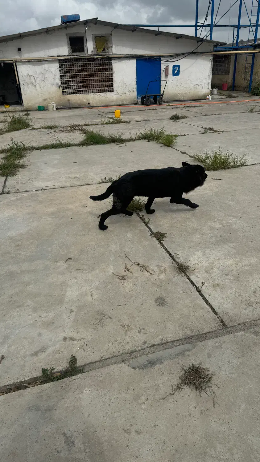 سگ ماده ژرمن بلک|سگ|قائم‌شهر, |دیوار