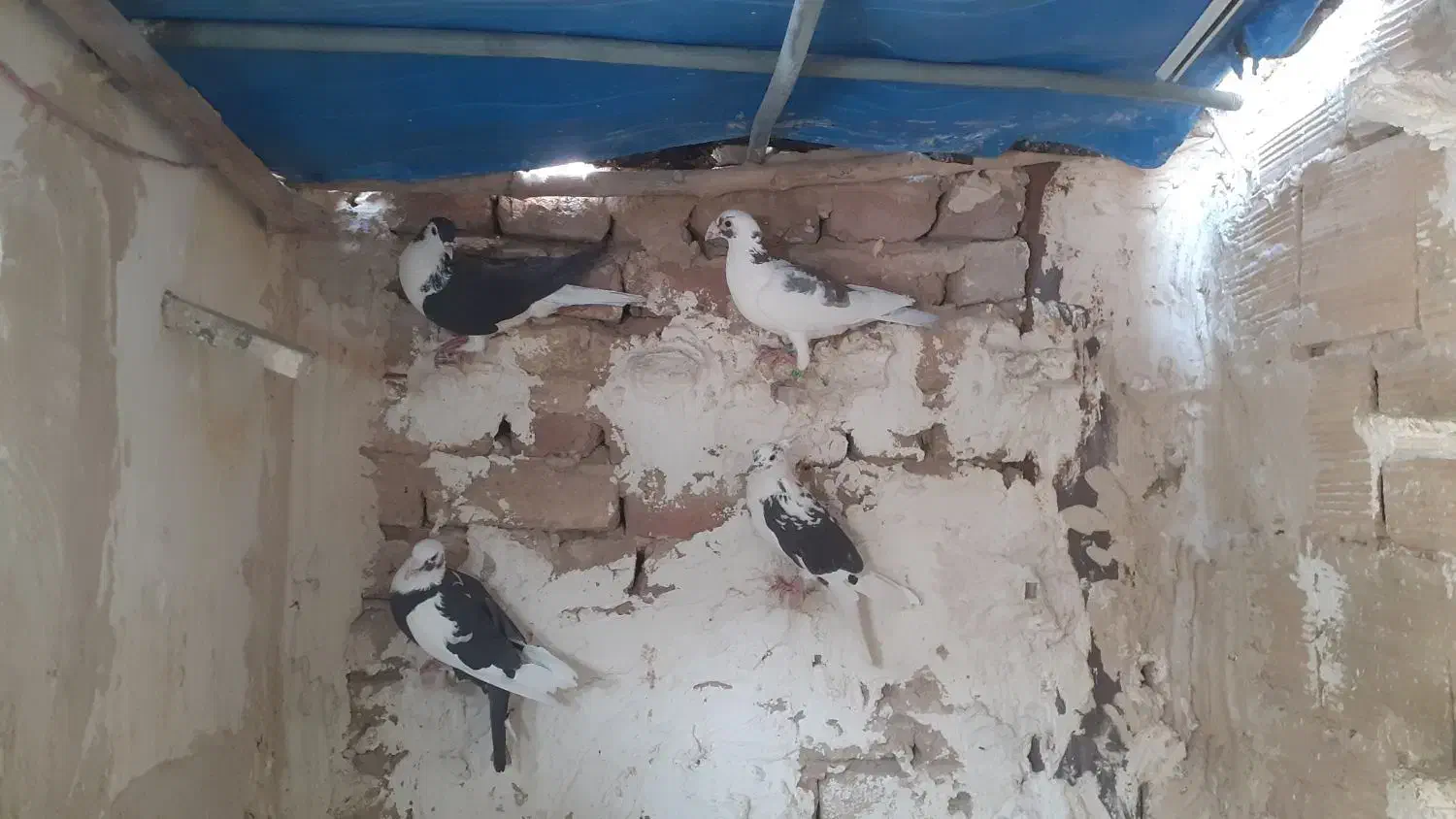 کفتر رنگی و پلاکی|پرنده|فردیس, فردیس|دیوار