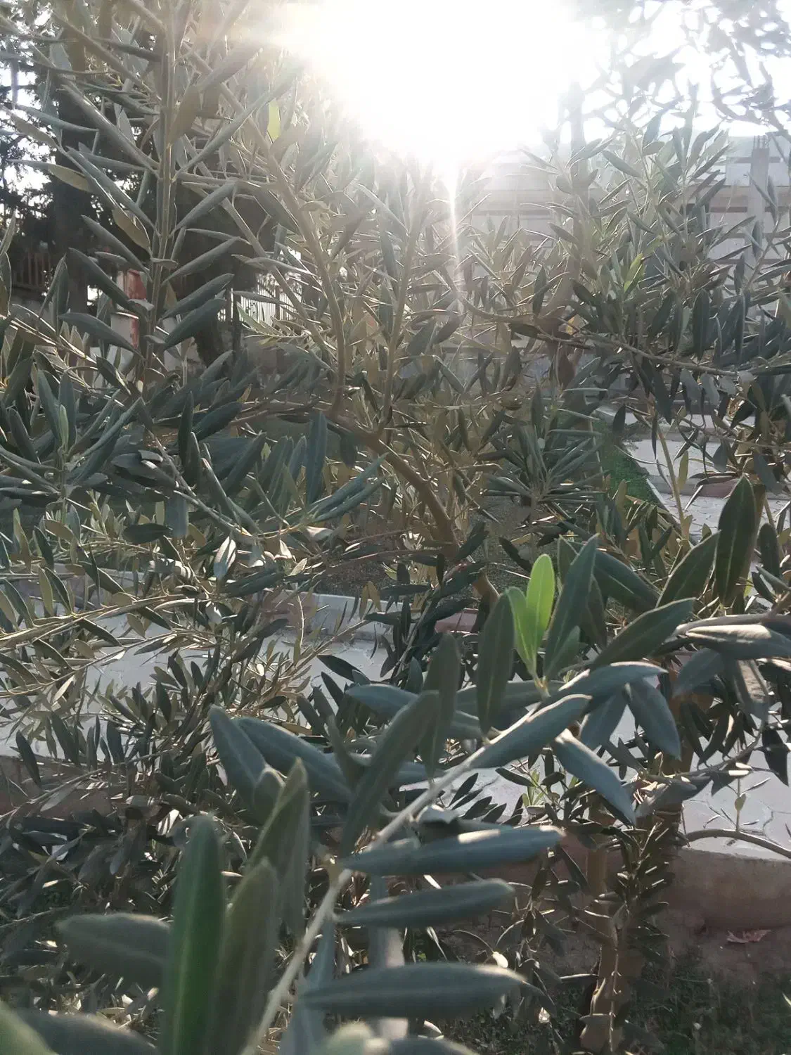 روغن فرابکر عالی|خوردنی و آشامیدنی|گنبد کاووس, |دیوار