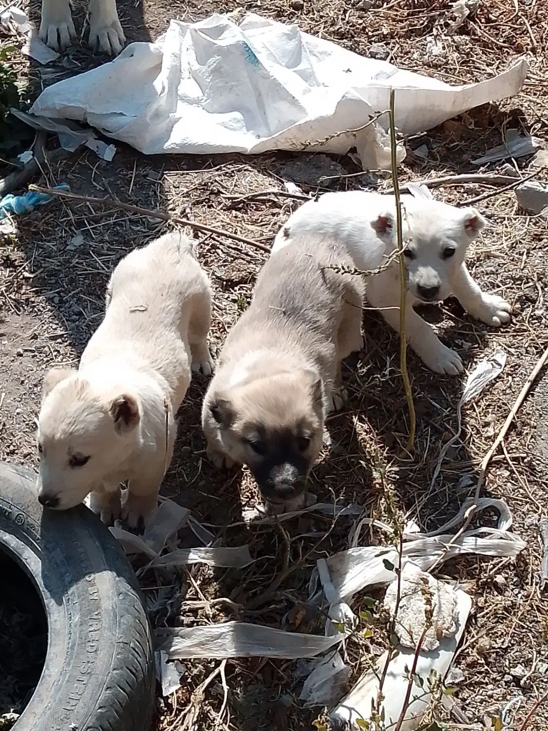 واگذاری توله سگ|سگ|مراغه, |دیوار