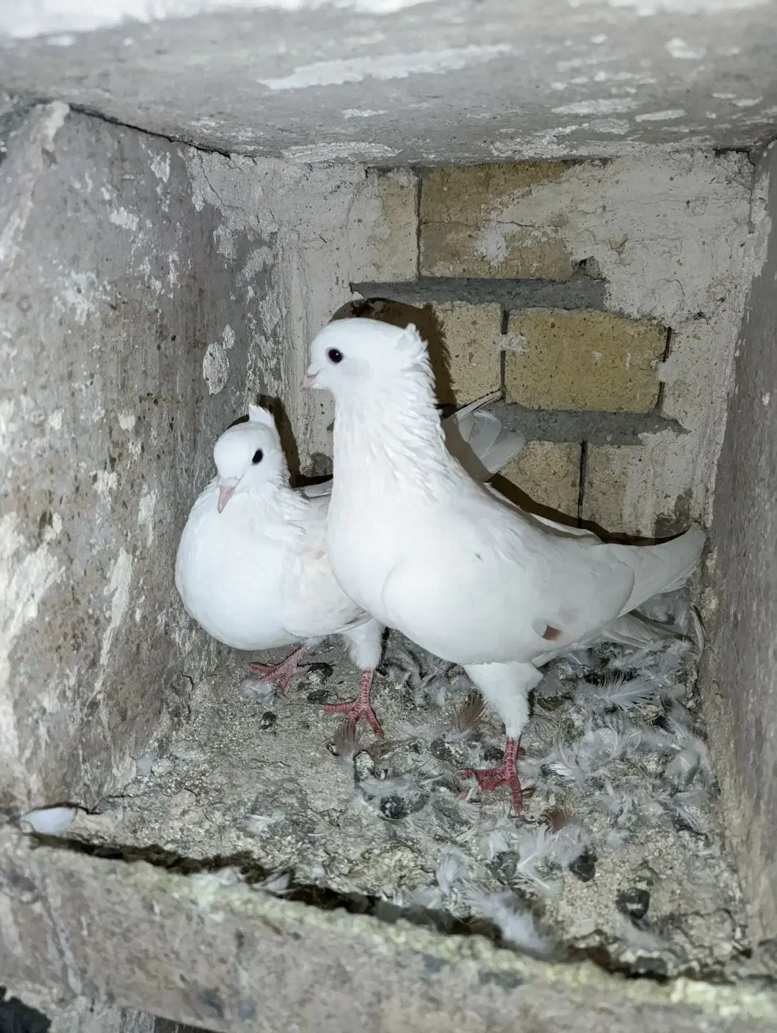 گرده دار کبوتر|پرنده|بروجرد, |دیوار