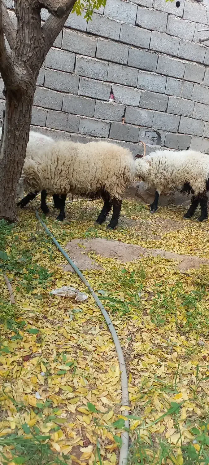 بره گل دم|حیوانات مزرعه|تربتحیدریه, کلاته توکلی|دیوار