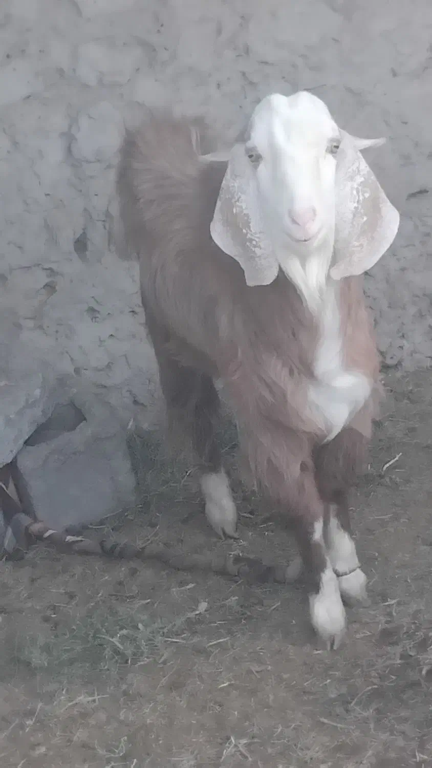 بز نر|حیوانات مزرعه|کرباسک, |دیوار