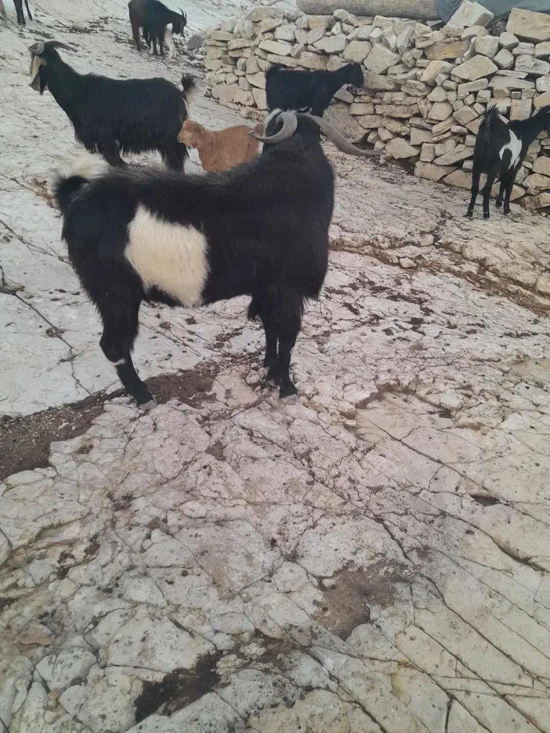 پازن|حیوانات مزرعه|میمند, |دیوار