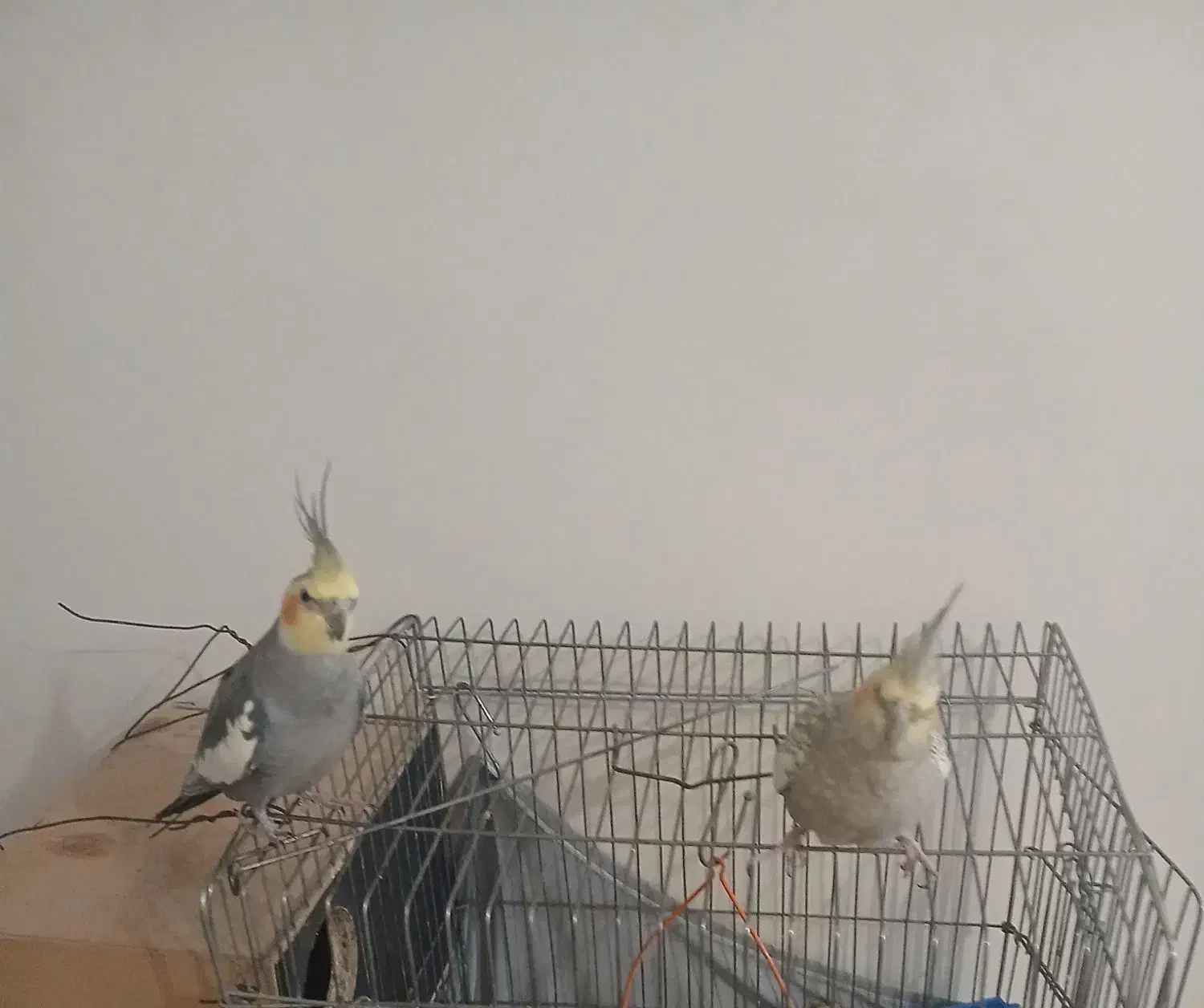 عروس هلندی نر و ماده|پرنده|تهران, شارق|دیوار