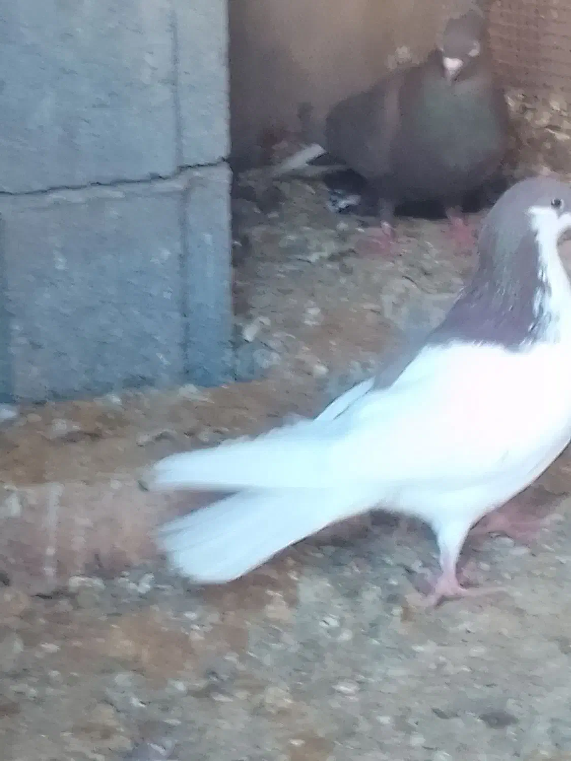 کفتر .کبوتر|پرنده|مرودشت, علی‌آباد‎|دیوار