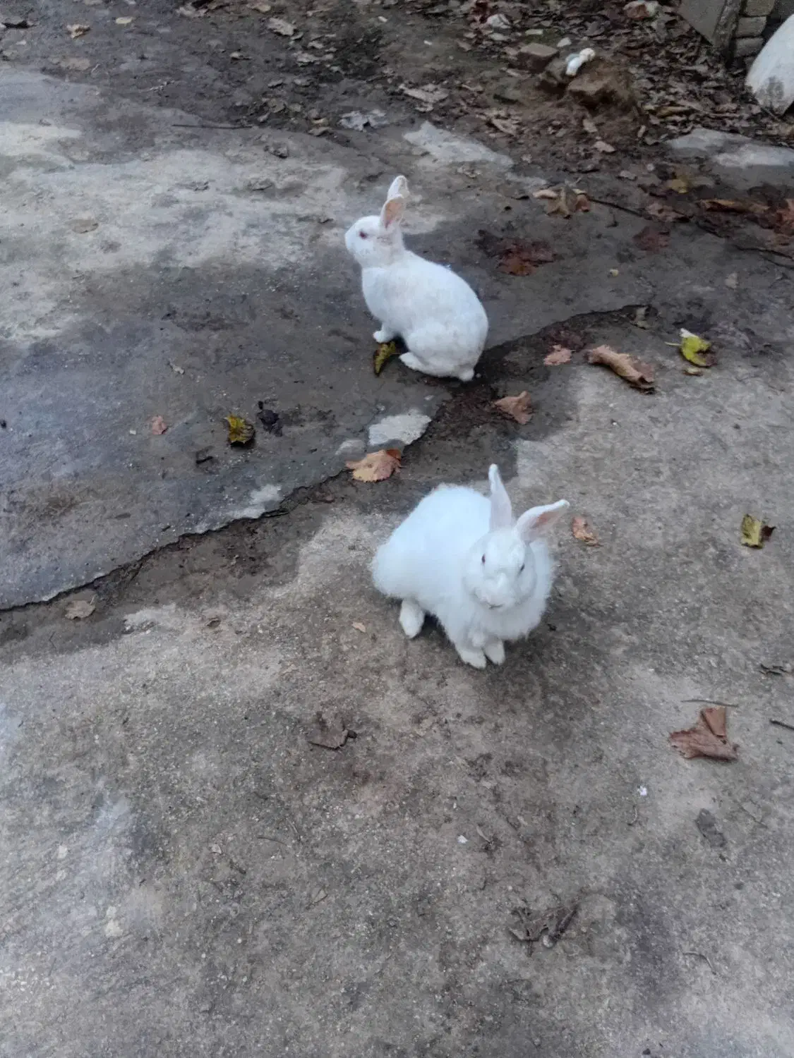 حیوانات خانگی|موش و خرگوش|گالیکش, |دیوار