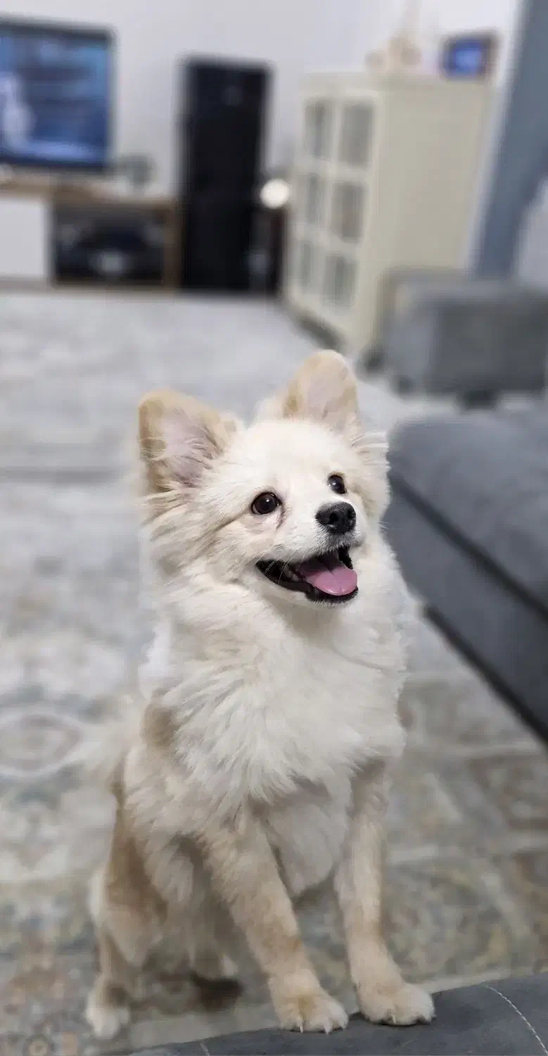 پامر کراس|سگ|اسلام‌شهر, شهرک مفیدی|دیوار