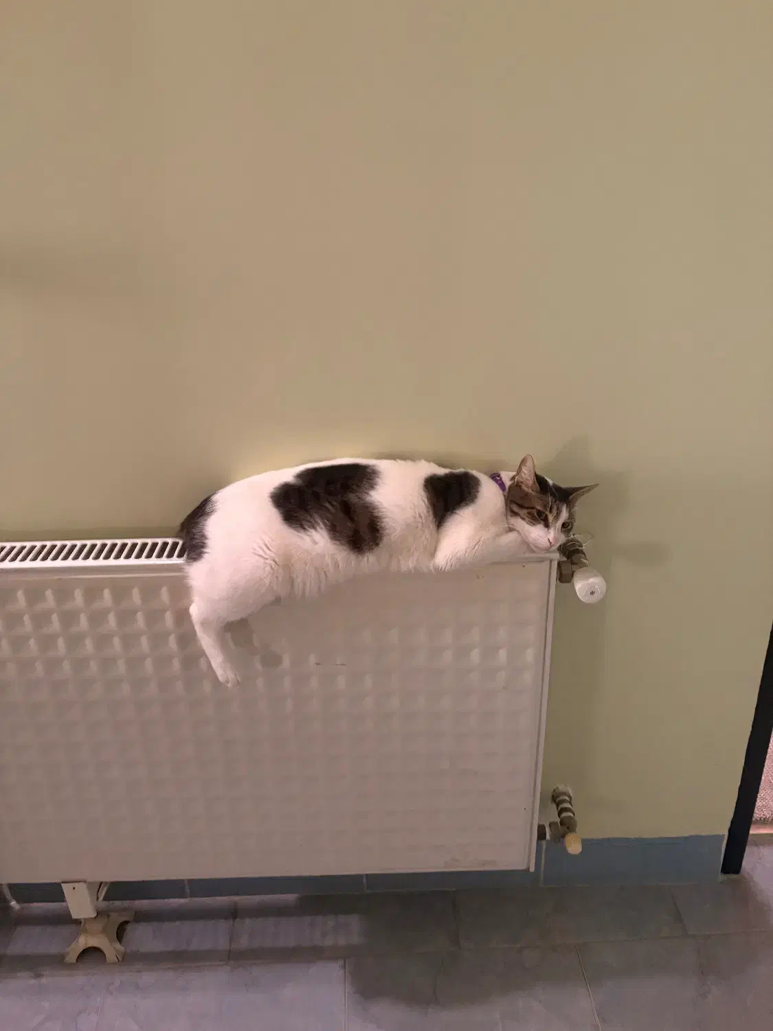 گربه dsh|گربه|ساری, |دیوار