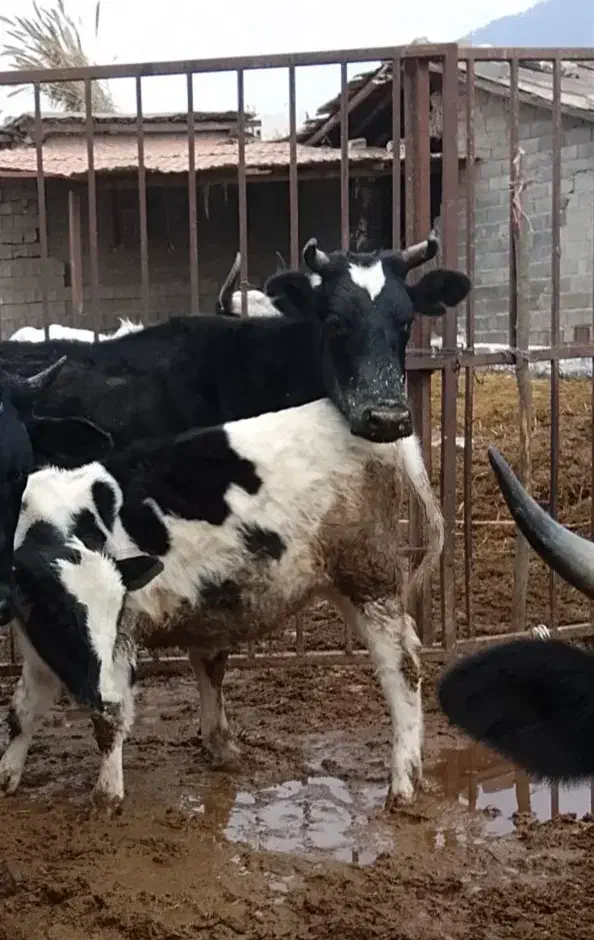 گاو و گوساله یکسالش ۱۳۰ تومن|حیوانات مزرعه|گالیکش, |دیوار