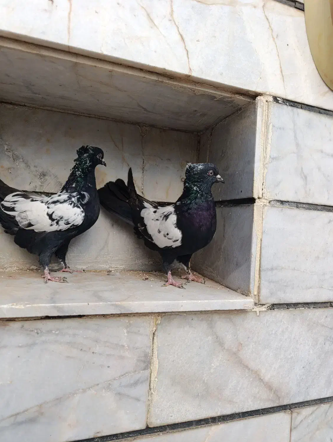 مغلف|پرنده|الوند, |دیوار