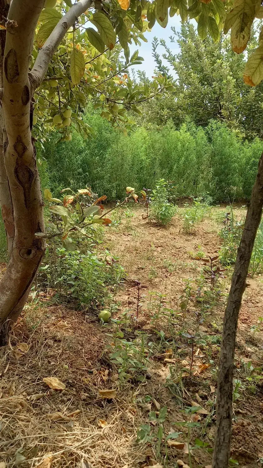 تدریس خصوصی ریاضی و تایپ پایانامه با لاتکس|خدمات آموزشی|بروجرد, |دیوار