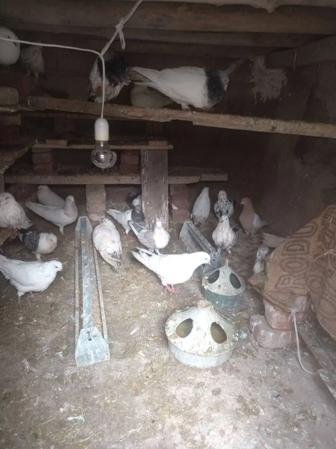 کفتر|پرنده|گوگان, |دیوار