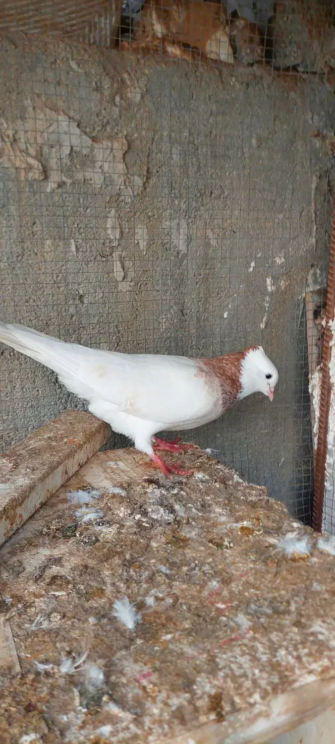 کبوتر طوقی|پرنده|بندر دیر, |دیوار