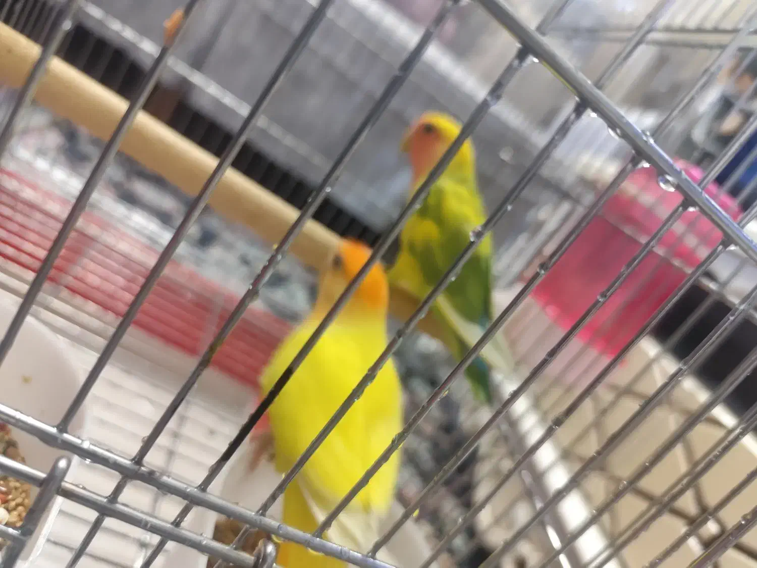 طوطی برزیلی|پرنده|تهران, نیکنام|دیوار