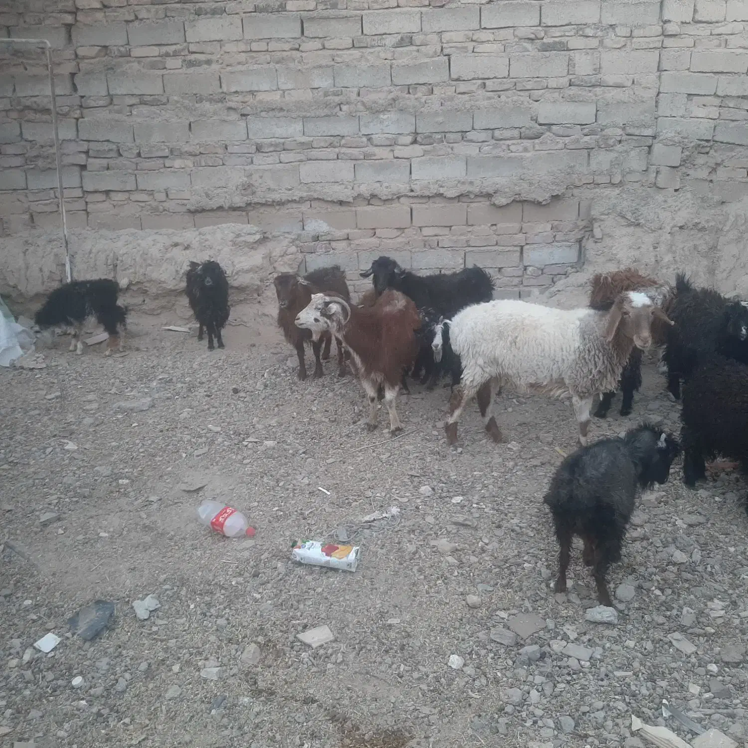 بز وبزغاله ویک بره جری ماده درشت وچاق|حیوانات مزرعه|زاهدان, |دیوار