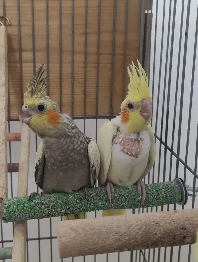 عروس هلندی پنج عدد|پرنده|حمیدیا, |دیوار