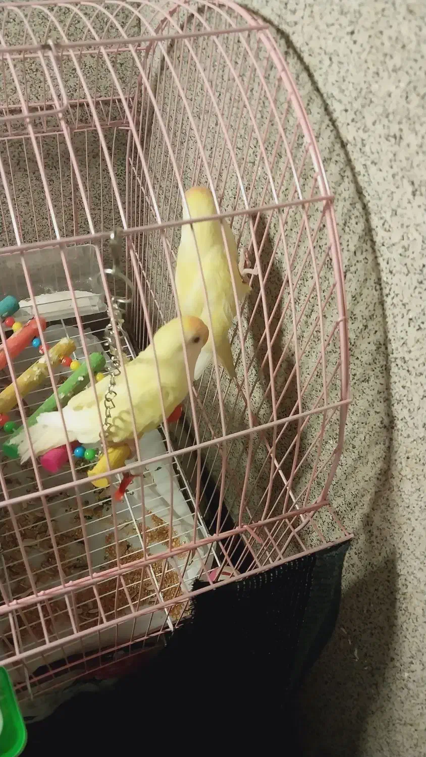 طوطی بریلی|پرنده|نقده, |دیوار