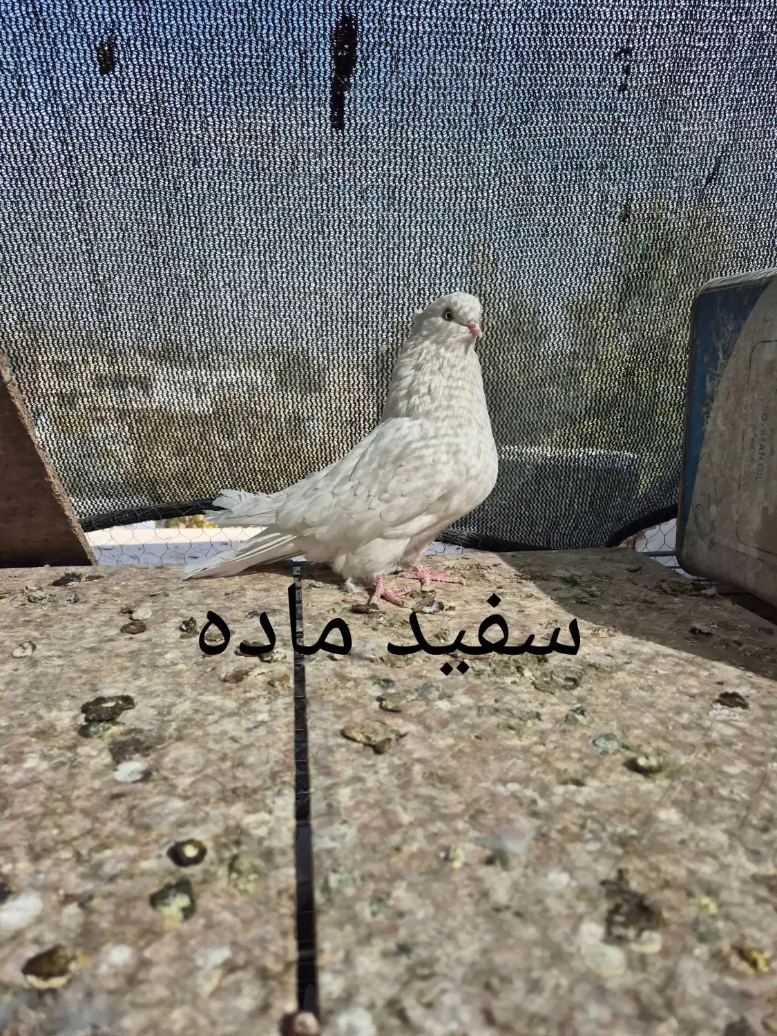 کبوتر . طوقی .دم سفید.سفید نوک ریز|پرنده|خمینیشهر, |دیوار