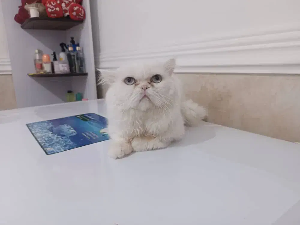 پرشین فلت|گربه|بوشهر, |دیوار