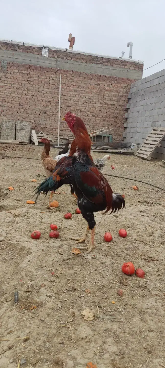 خروس لاری ۱۴ ماه افغان در سلماس|حیوانات مزرعه|خوی, |دیوار