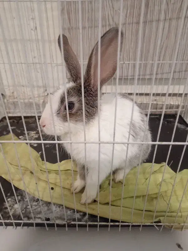 خرگوش باهوش|موش و خرگوش|مشهد, رده|دیوار