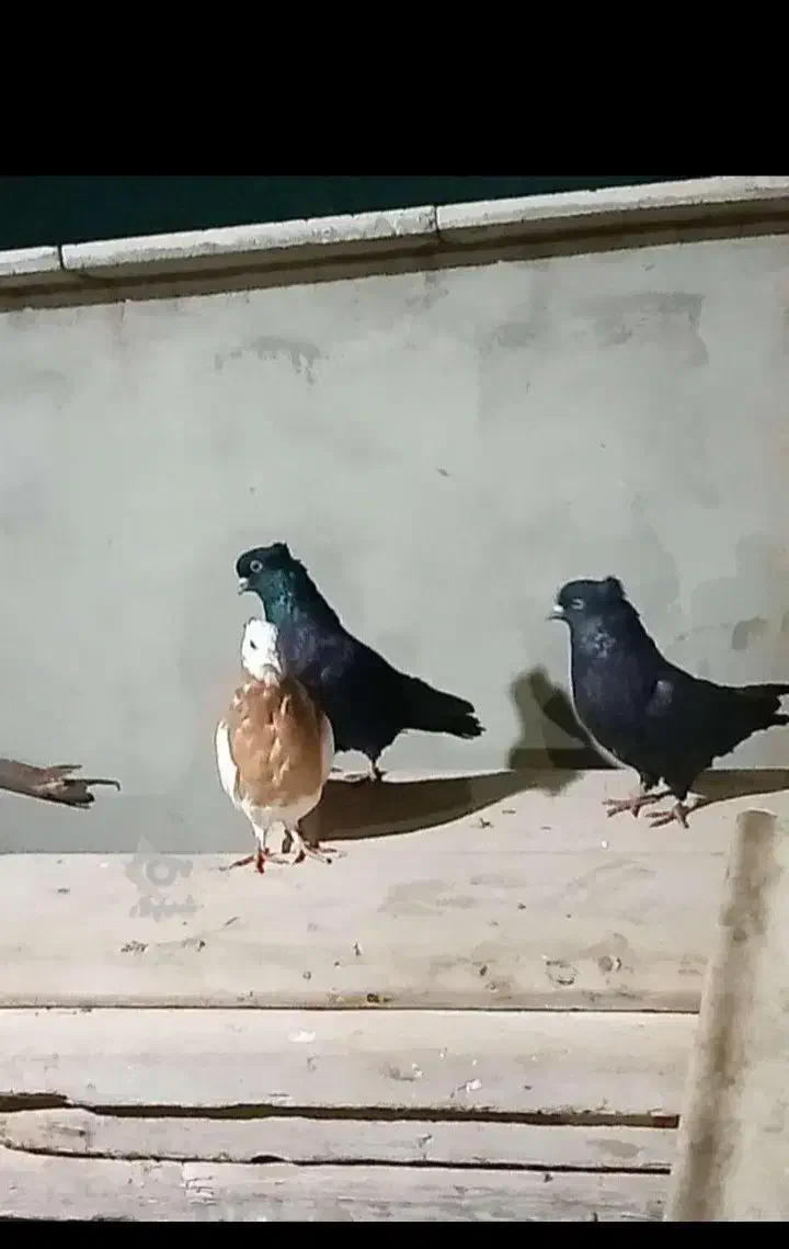 کبوتر|پرنده|گرگان, |دیوار