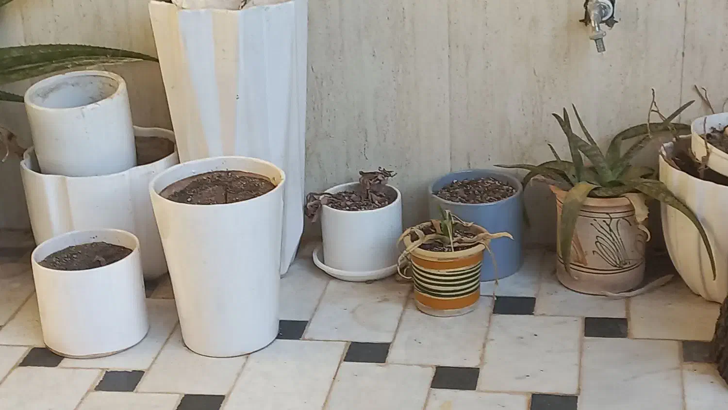 حراج گلدان سرامیکی|گل و گیاه طبیعی|میبد, |دیوار