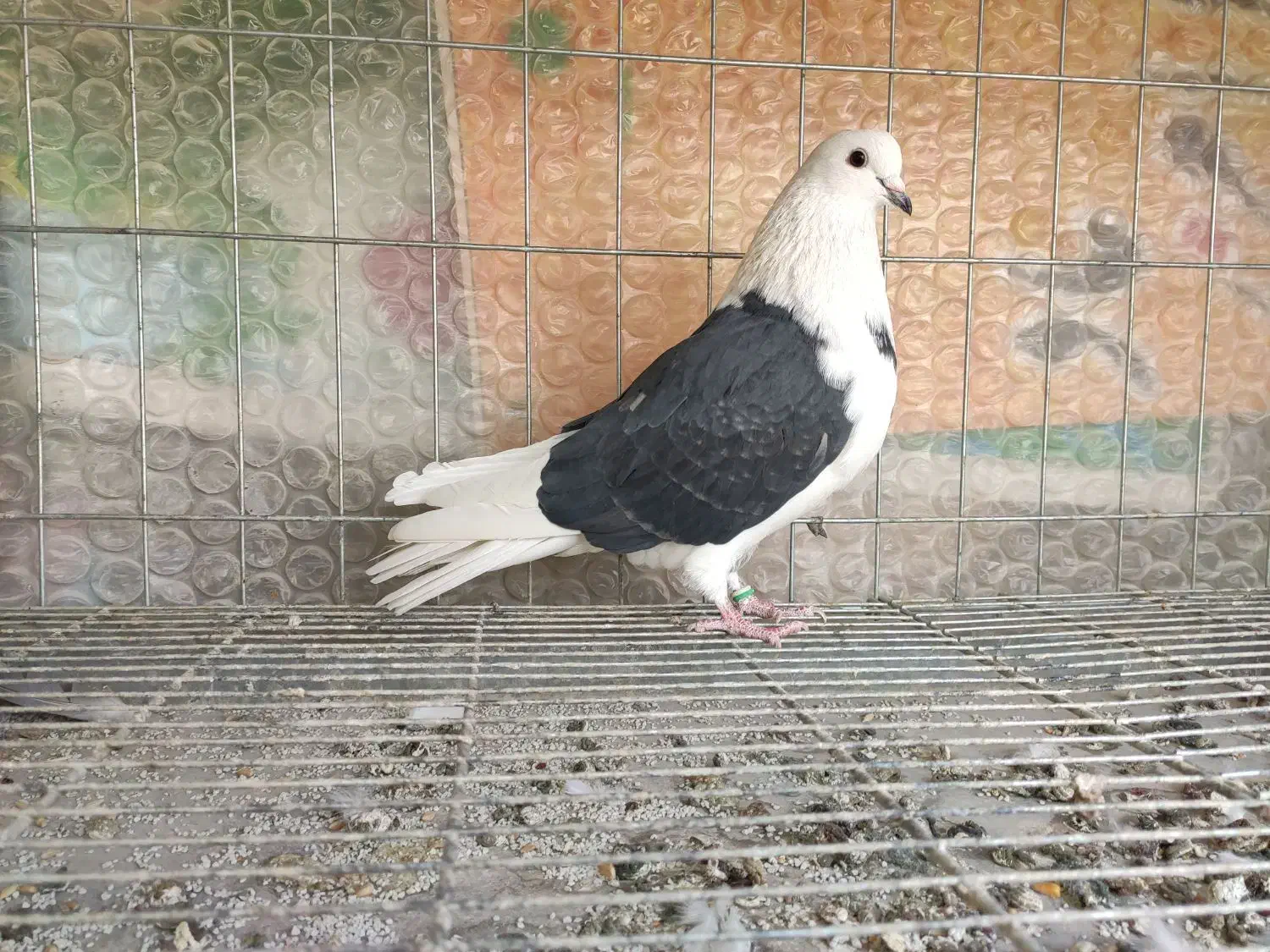 نر دوکت پرشی|پرنده|اصفهان, شاهد|دیوار