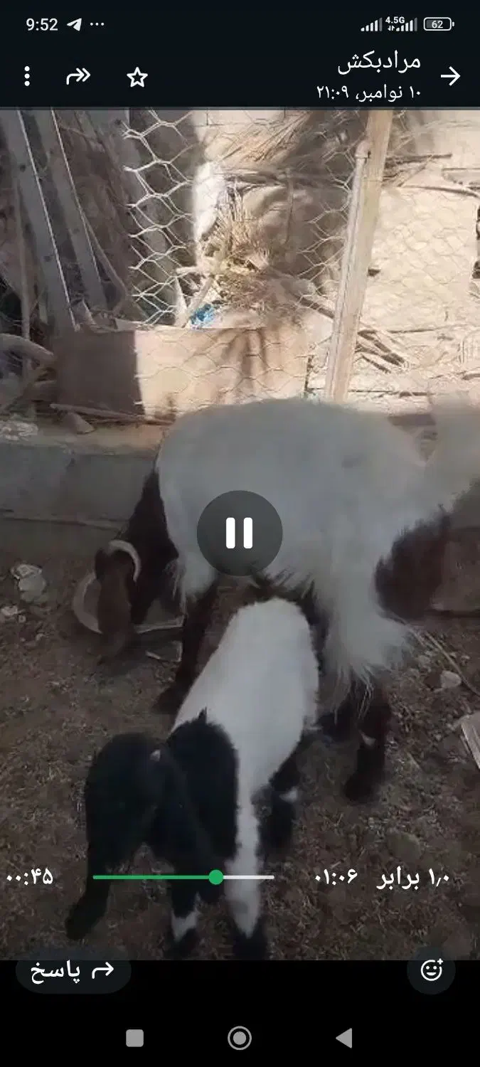 بز مری آبستن یک ماه به بالا با یک شنک ماده|حیوانات مزرعه|سراوان, |دیوار