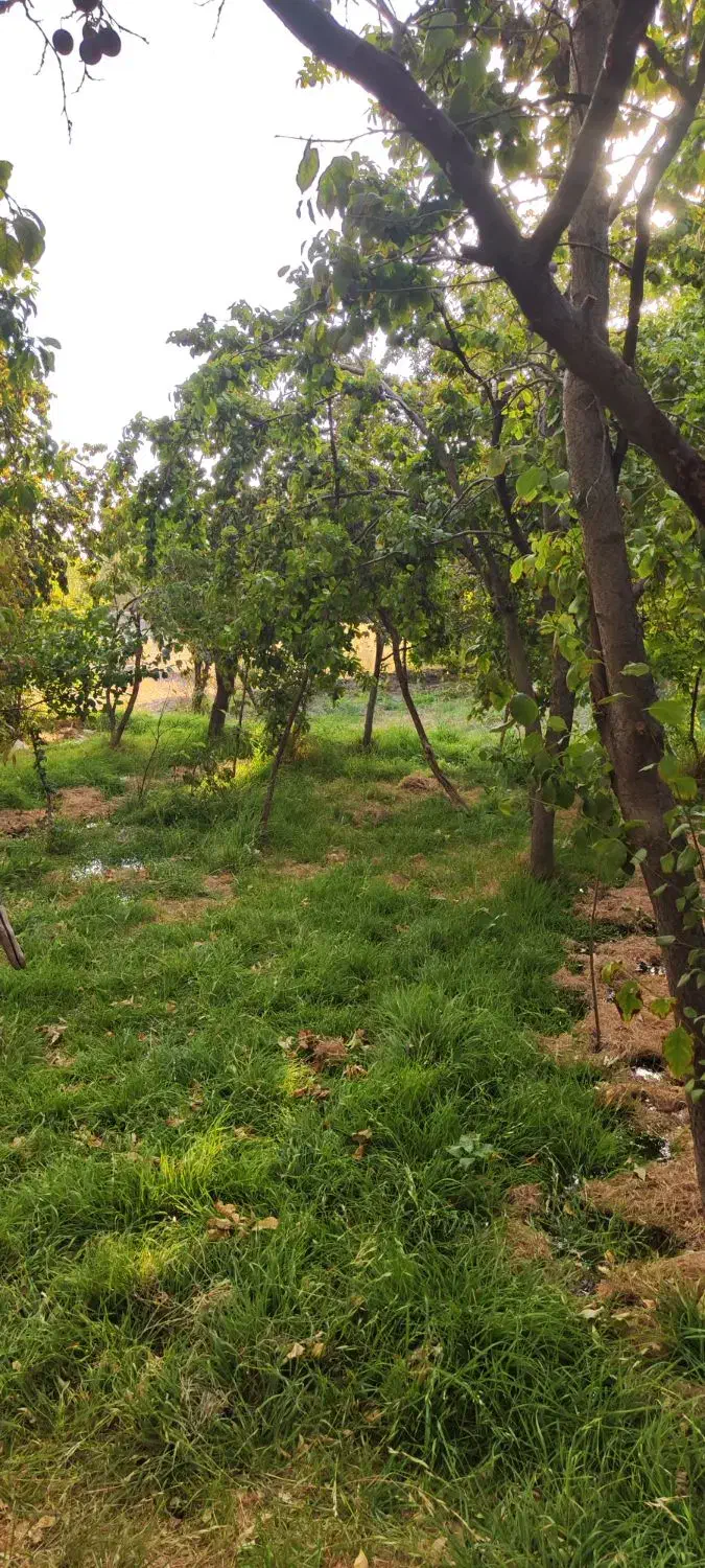 حسابدار خانم نیازمندیم|استخدام مالی، حسابداری، حقوقی|نیشابور, فضل|دیوار