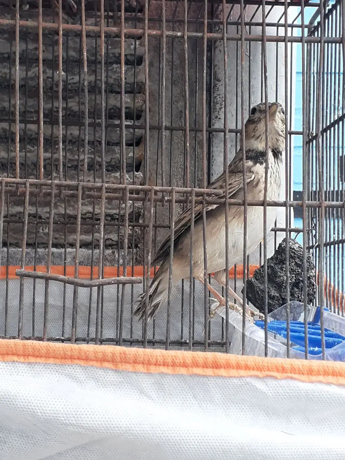 پرنده زیبا خوش اواز|پرنده|قرچک, زیبا شهر|دیوار