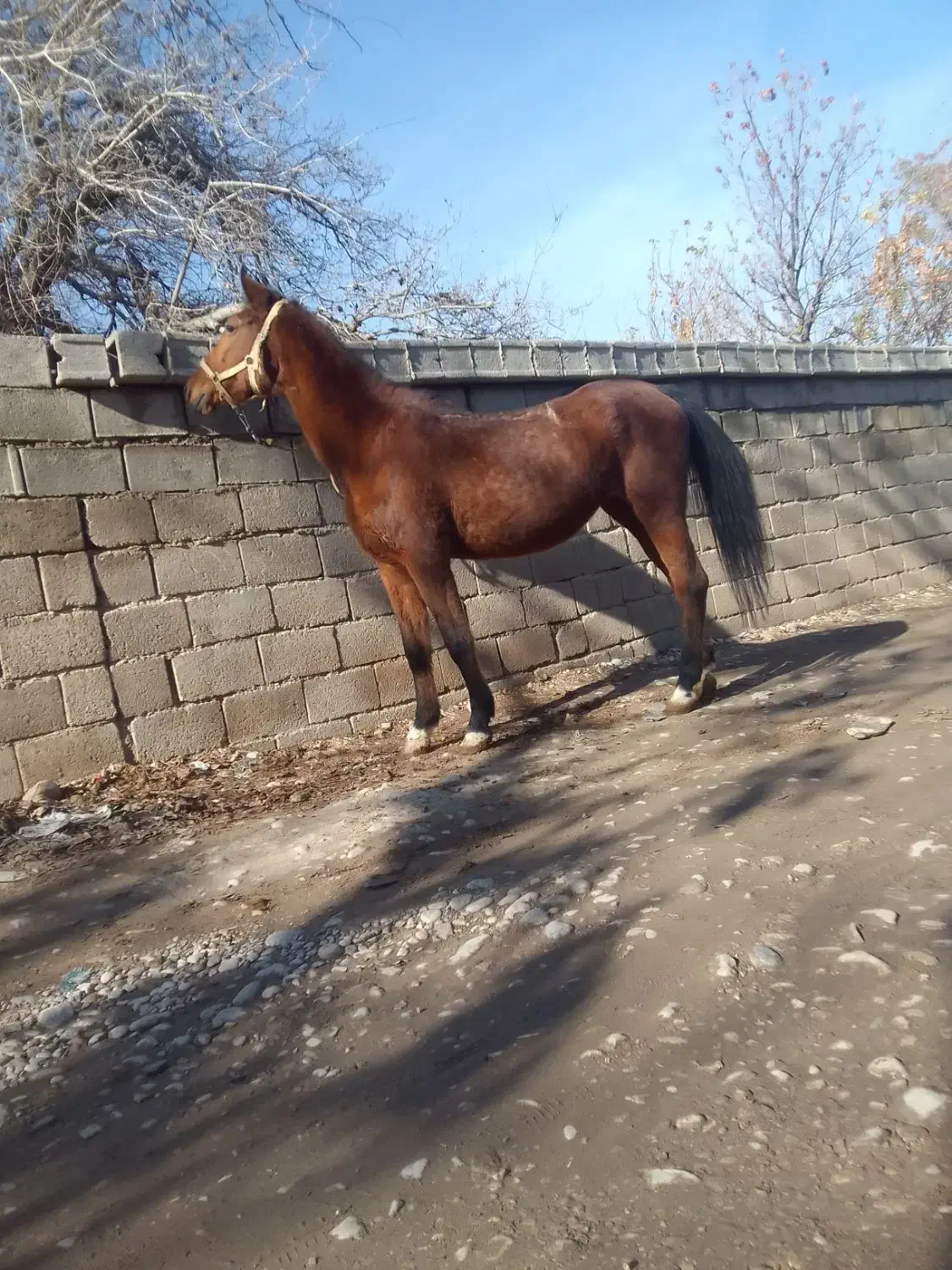 اسب|اسب و تجهیزات اسب‌سواری|شیراز, حسن آباد|دیوار