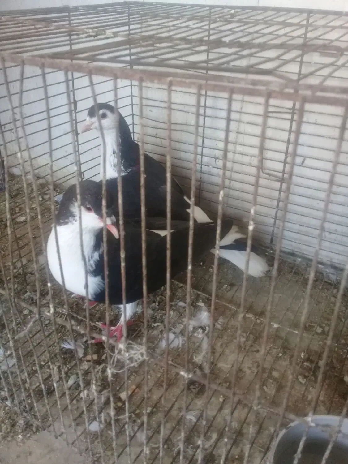 جفت ساده عروسک بدون غلط|پرنده|گرگان, |دیوار