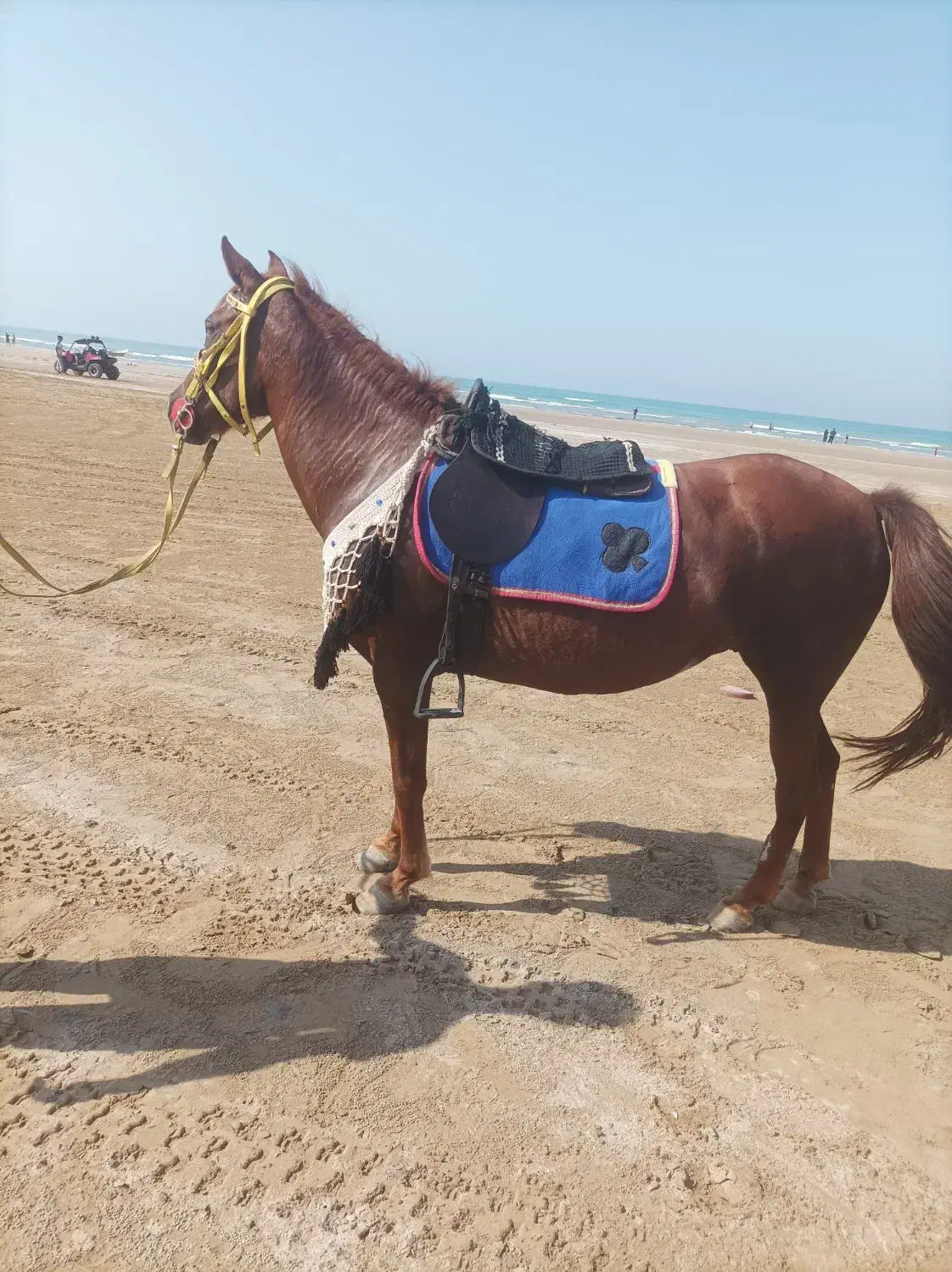 مادیون|اسب و تجهیزات اسب‌سواری|بندر گناوه, |دیوار