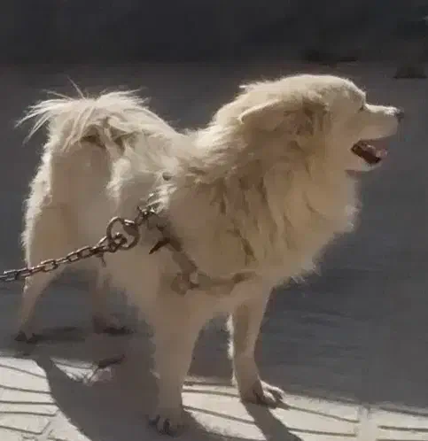 واگزاری سگ پامر|سگ|مرودشت, استادیوم‎|دیوار