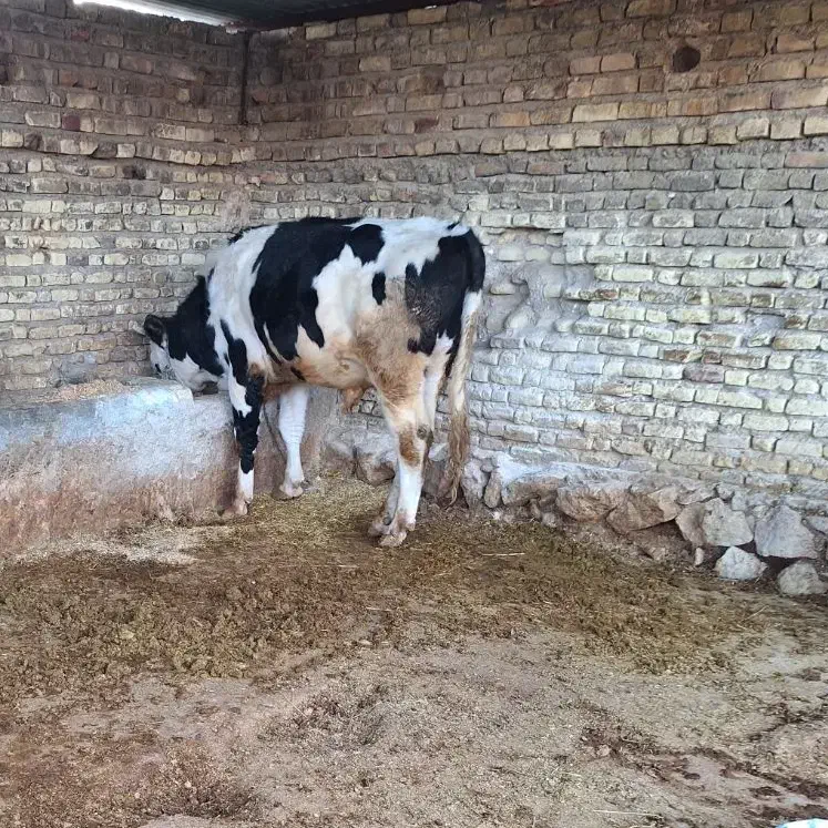 گوساله نر|حیوانات مزرعه|ششده و قره بلاغ, |دیوار