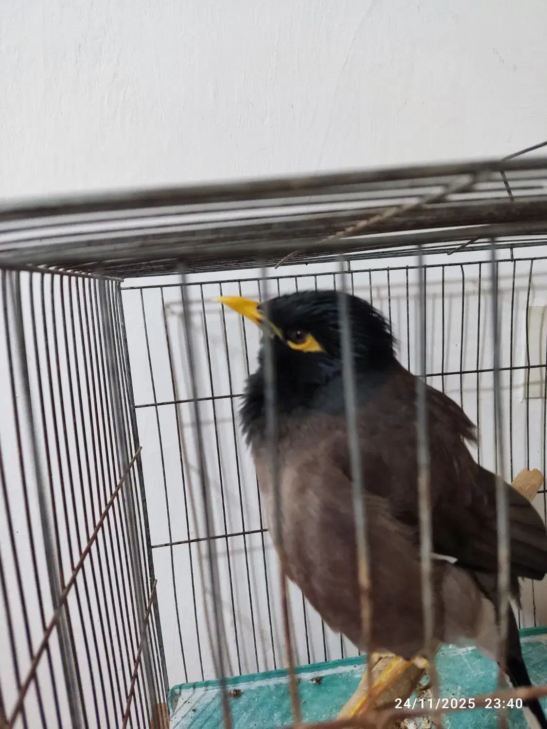 مرغ مینای سالم و سرحال|پرنده|بجنورد, |دیوار