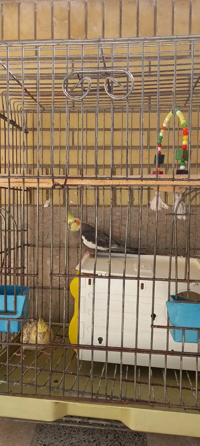 جفت عروس مولد|پرنده|شیراز, معالی‌آباد|دیوار