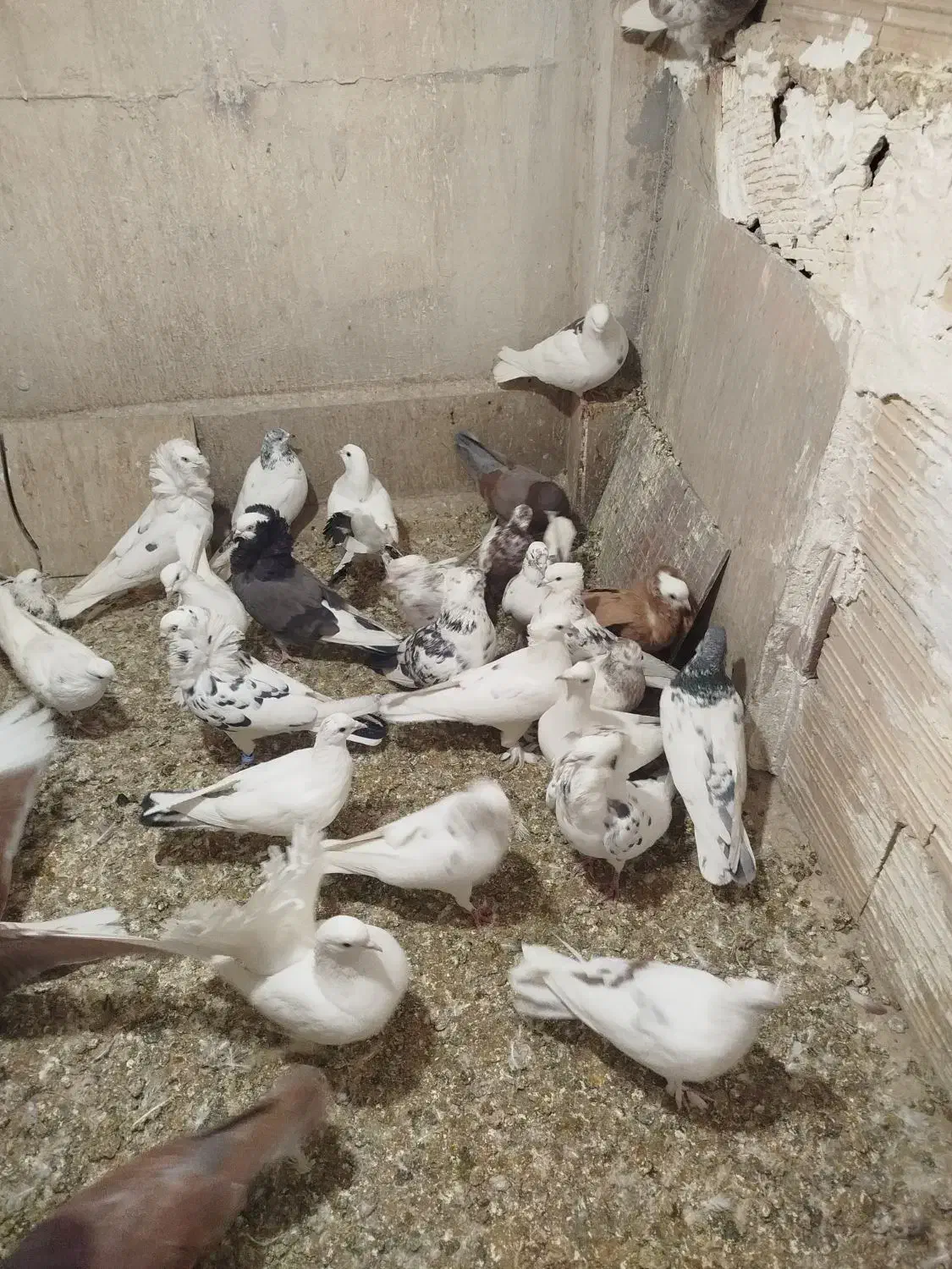 کفتر یا کبوتر پرشی|پرنده|اسلام‌شهر, شهرک امام حسین (میان آباد)|دیوار