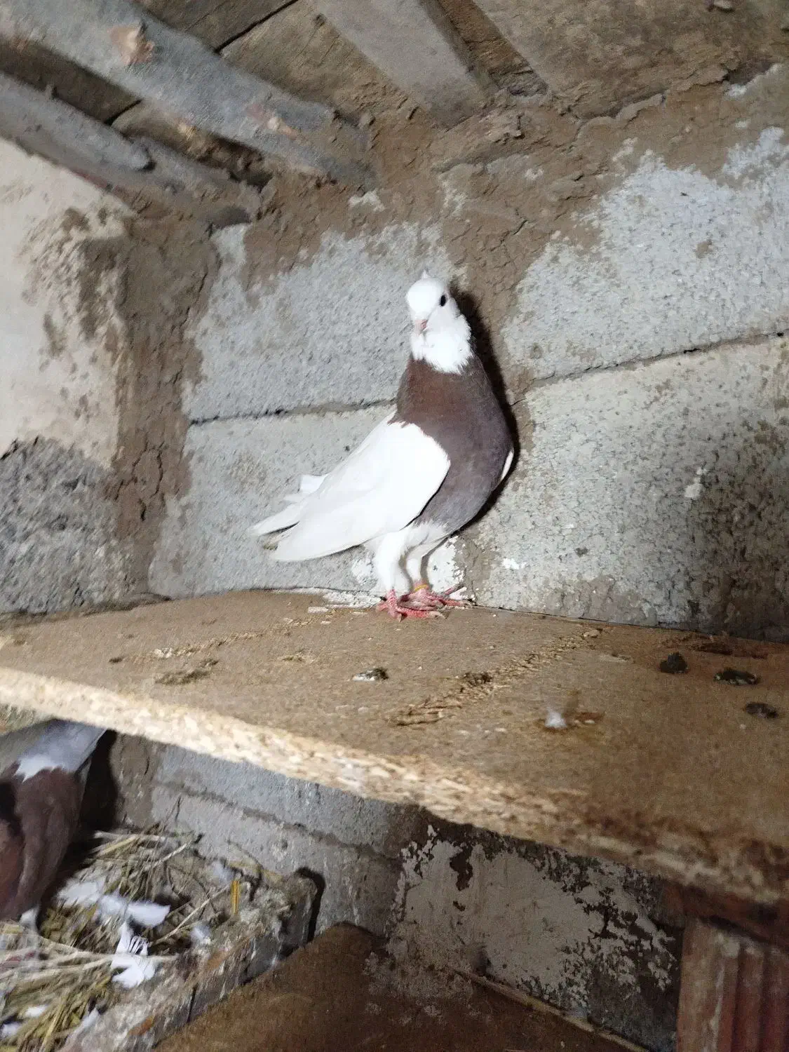 زیادی|پرنده|اردبیل, |دیوار