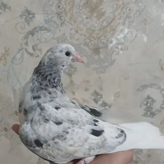 کفتر کوهی دم سفید|پرنده|اهواز, سلطانمنش|دیوار