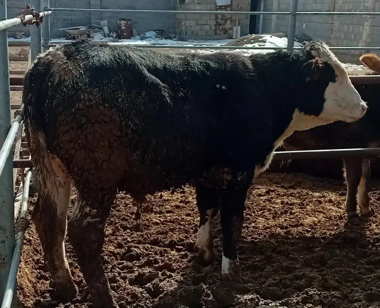 گوساله نر سیمینتال|حیوانات مزرعه|تهران, تهرانسر غربی|دیوار