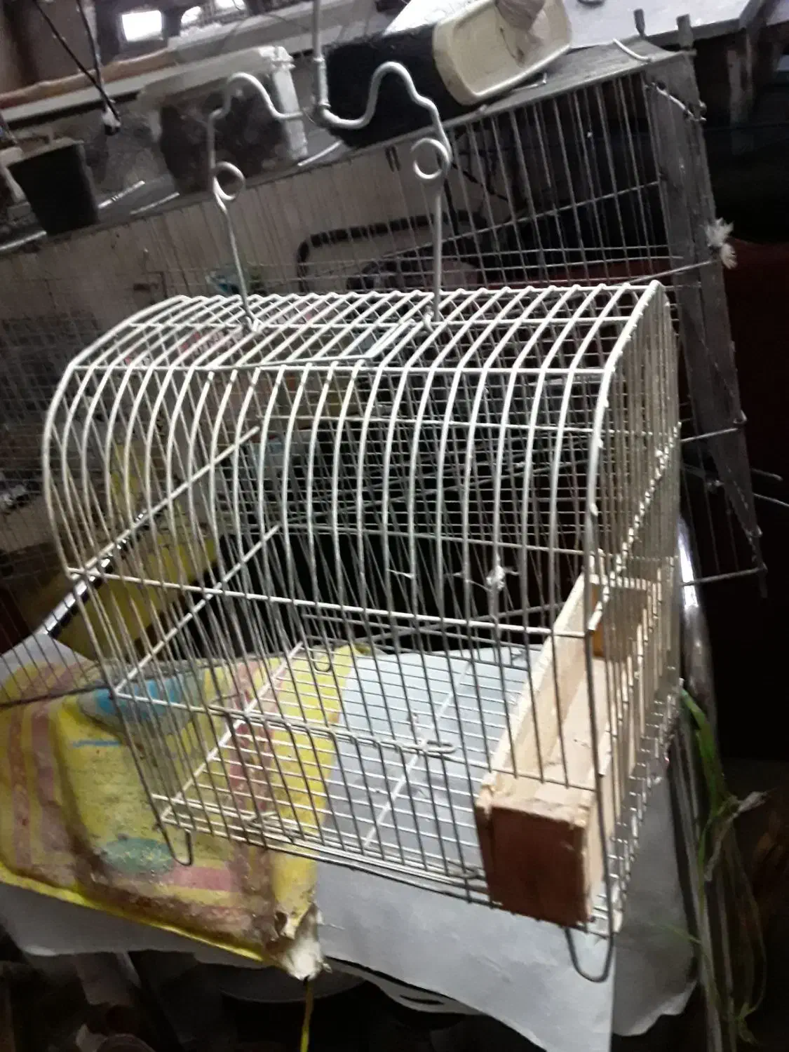 تعدادی قفس جای سهره و قناری|لوازم جانبی حیوانات|بروجرد, |دیوار