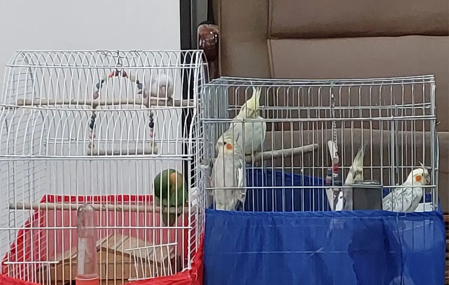 عروس هلندی و طوطی برزیلی|پرنده|کرج, حصارک بالا|دیوار