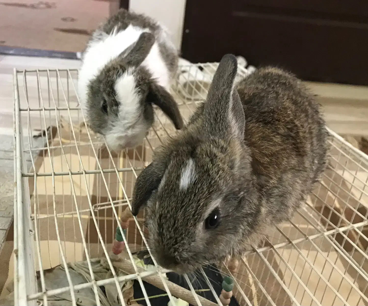 خرگوش|موش و خرگوش|نیشابور, دارایی|دیوار