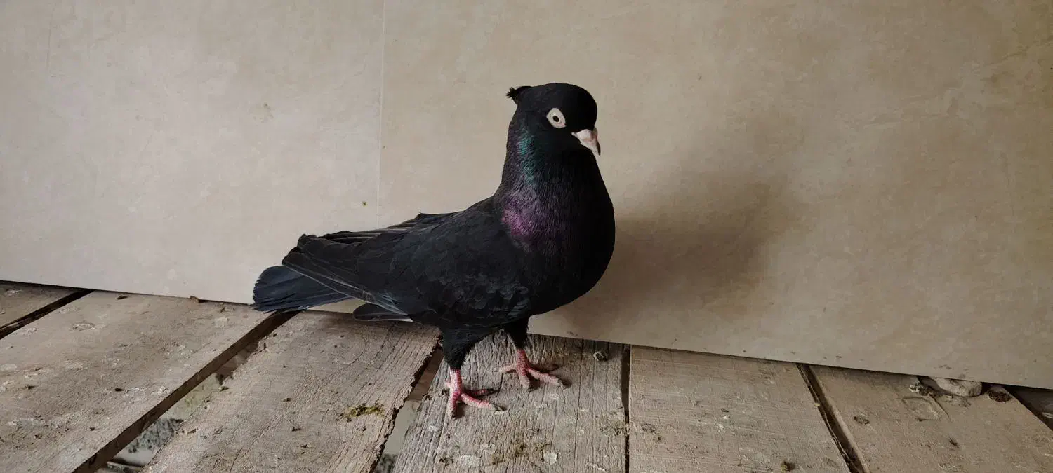 ماده ابادانی|پرنده|شهرضا, |دیوار