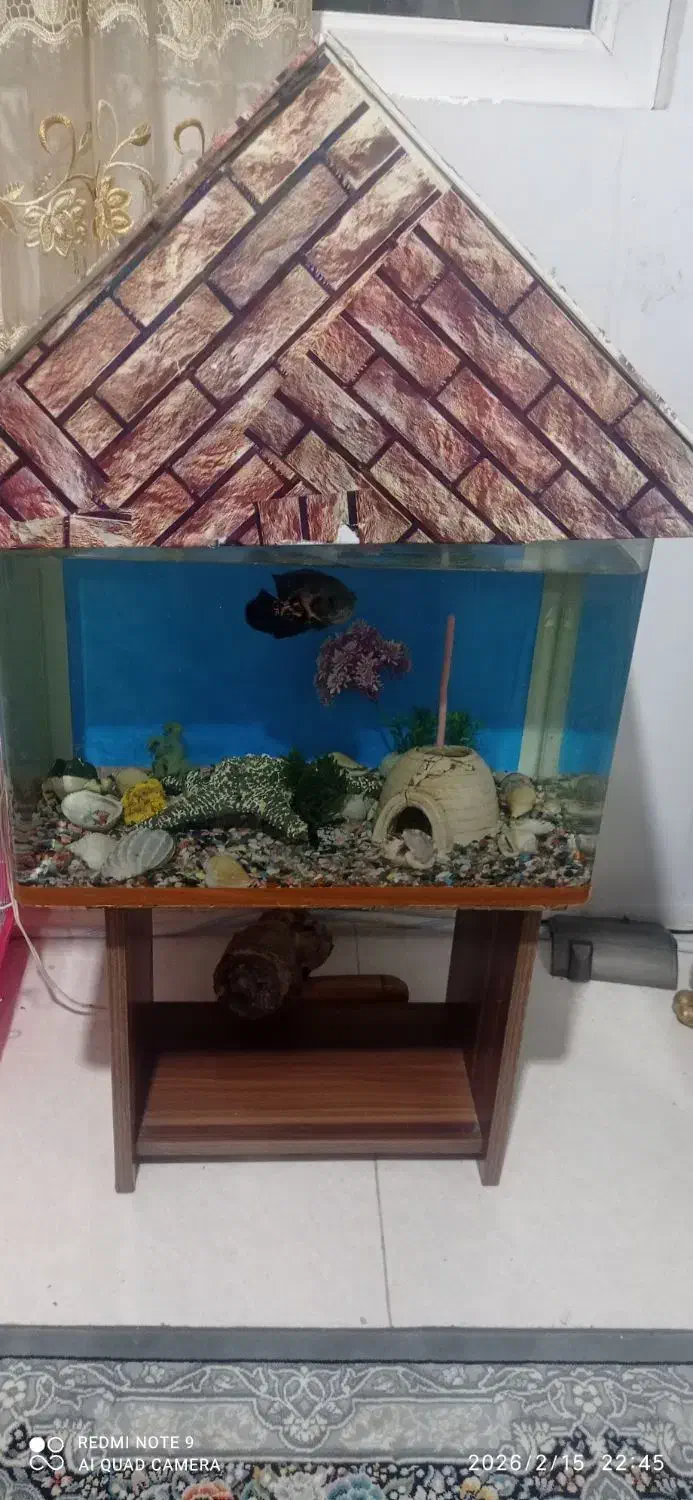 آکواریوم|ماهی|ماهدشت, |دیوار